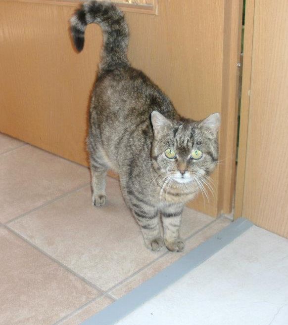 �AMY katze steht