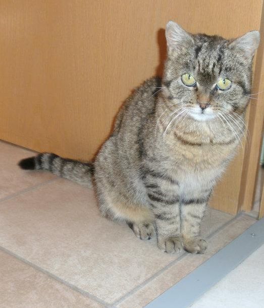 �AMY katze 