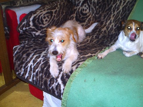 EMMI und Pina