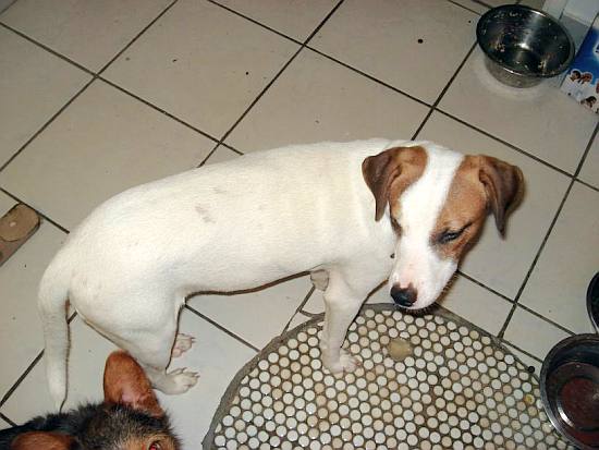 EDDIE dez von oben