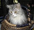Kater Lucky happy im Korb
