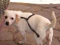 MANCHA happy