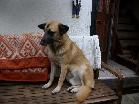 PONGO auf der Bank aug