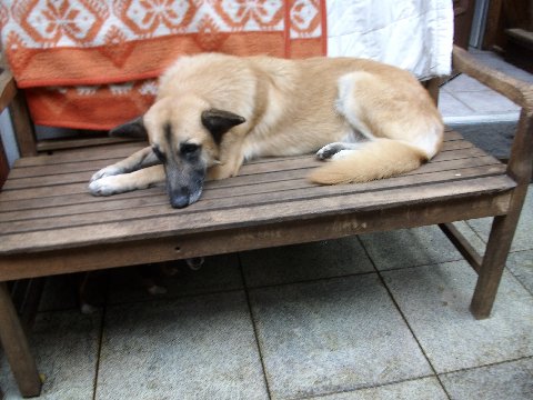 PONGO liegt auf bank aug
