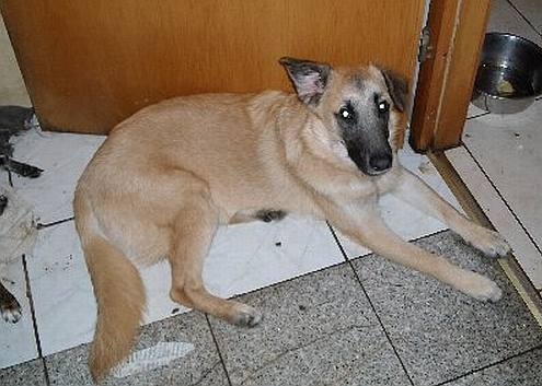 PONGO dez