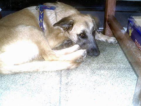 PONGO unter bank