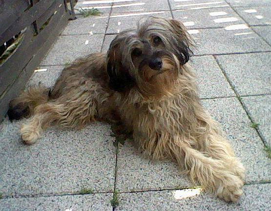 QUIPS happy benji vorschau neu
