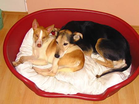 TOY mit hundefreunbdin