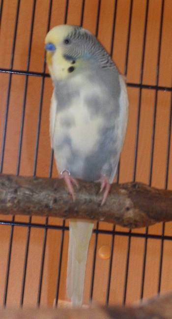 TWEETY happy 
