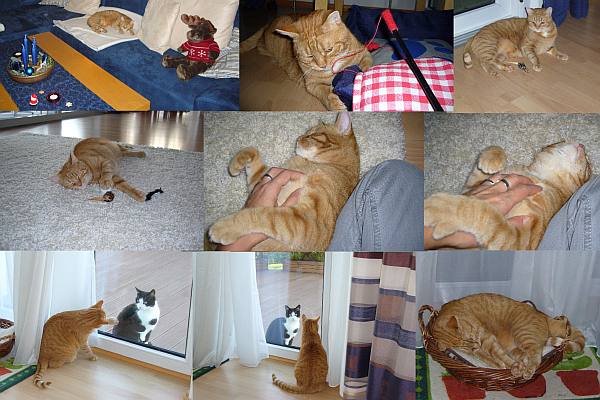 JOEY kater happy mix 1