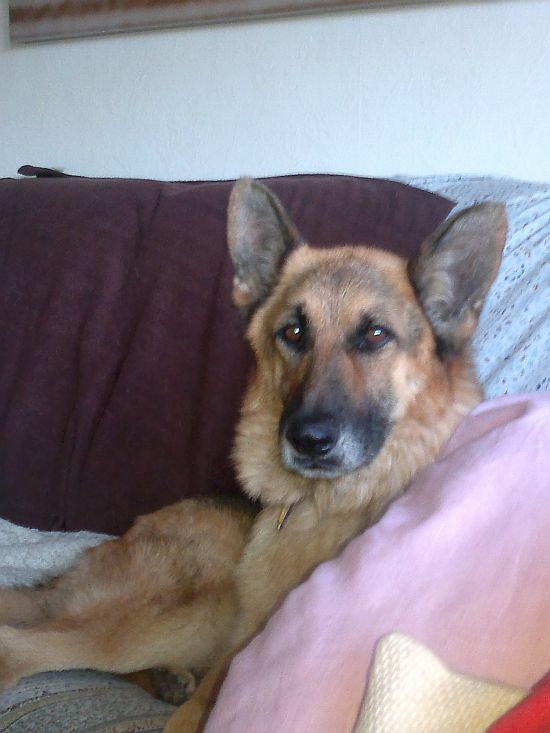 SCOOBY happy