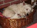 TOBIE westi happy