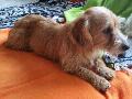 ))jasmina happy vor