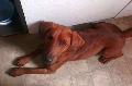 ))leveona happy vor