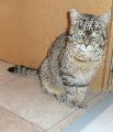 �AMY katze 
