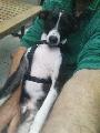BRENTON happy anton scho�