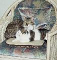 FENIX happy auf stuhl 