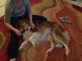 LASSIE happy 