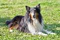 $HANNES Lassie regenbogen