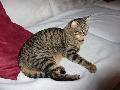 LADY happy liegt
