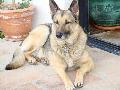 LOBO happy vorschau