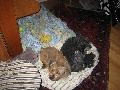 ROCKY  happy auf decke 