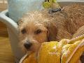 WILLI happy 1