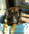 � bonnie happy vormals bambi