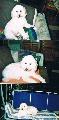 % COCO happy 1