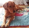 � dany happy ebbe vor