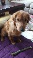 � debbie happy vor