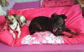 DOLLY und USA happy 1