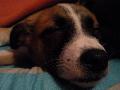 HENRY happy vorschau