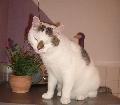 � katze kimberly happy sitzt