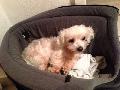� laura happy in tasche