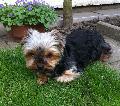 � lila happy vor