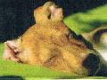 manou happy vorschau
