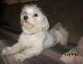 � nuro happy leo
