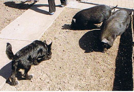 /SOPHIE happy mit schweinen